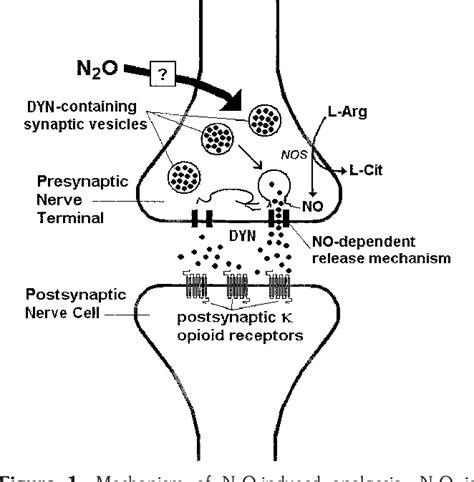 Nitrous oxide: Uses, Interactions, Mechanism of Action